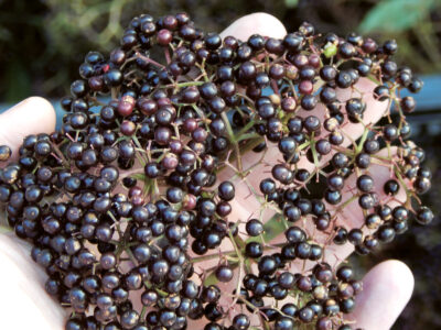 Identify Wild Edible Elderberries Image